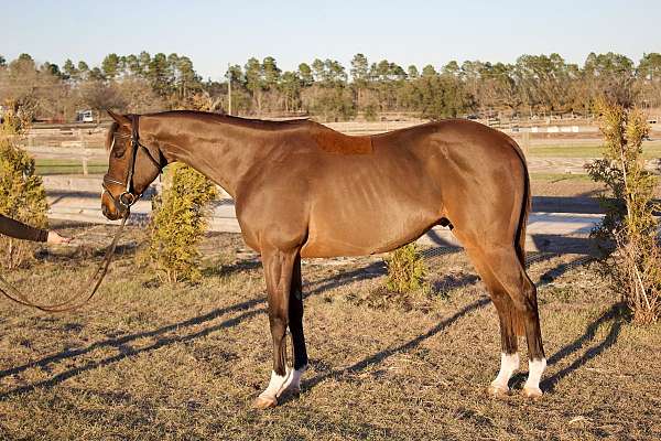 thoroughbred-gelding