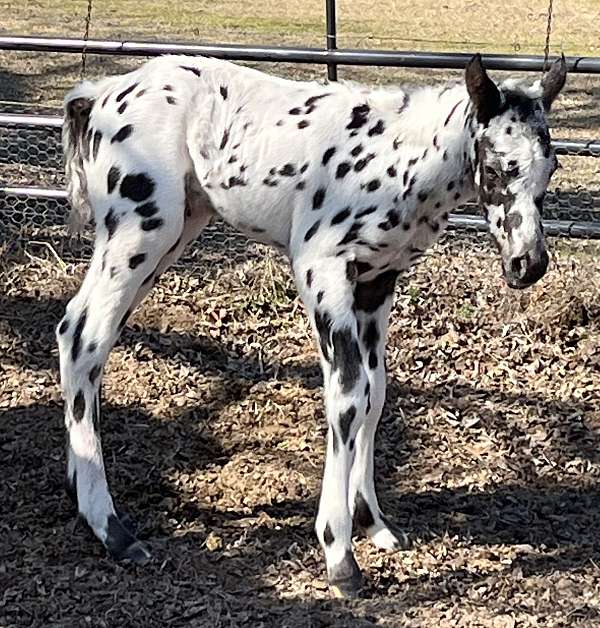 proformance-appaloosa-horse