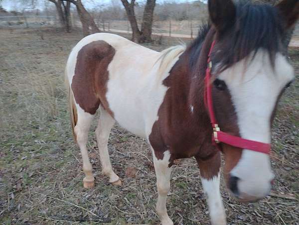 arabian-horse