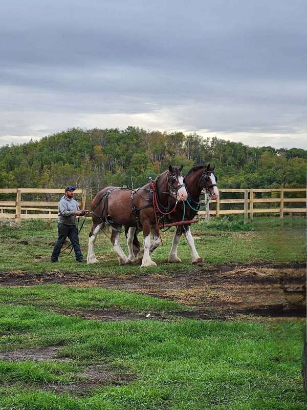 17-hand-clydesdale-horse