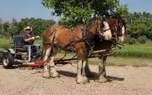 17-hand-clydesdale-gelding