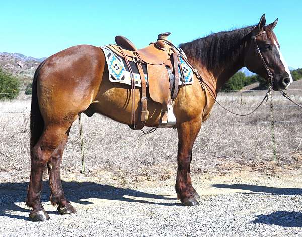 all-around-draft-horse