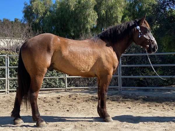 flashy-draft-horse