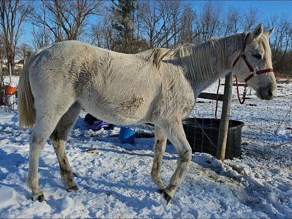 thoroughbred-horse-for-sale