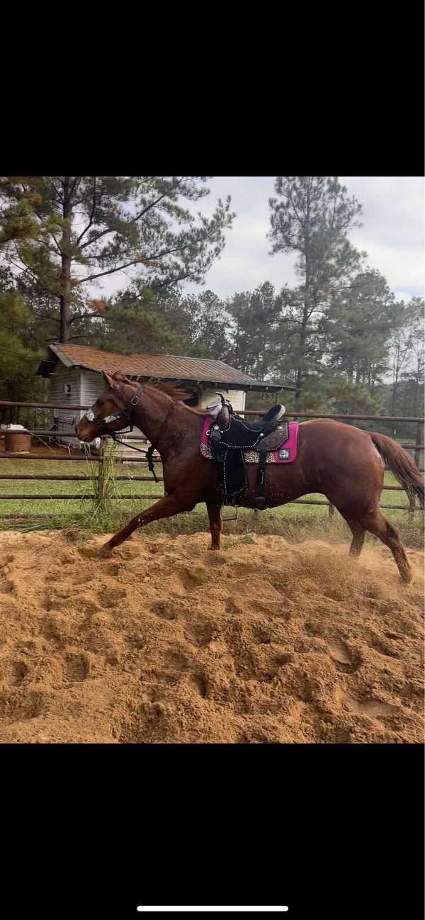 thoroughbred-horse-for-sale