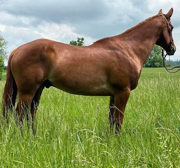 trail-quarter-horse