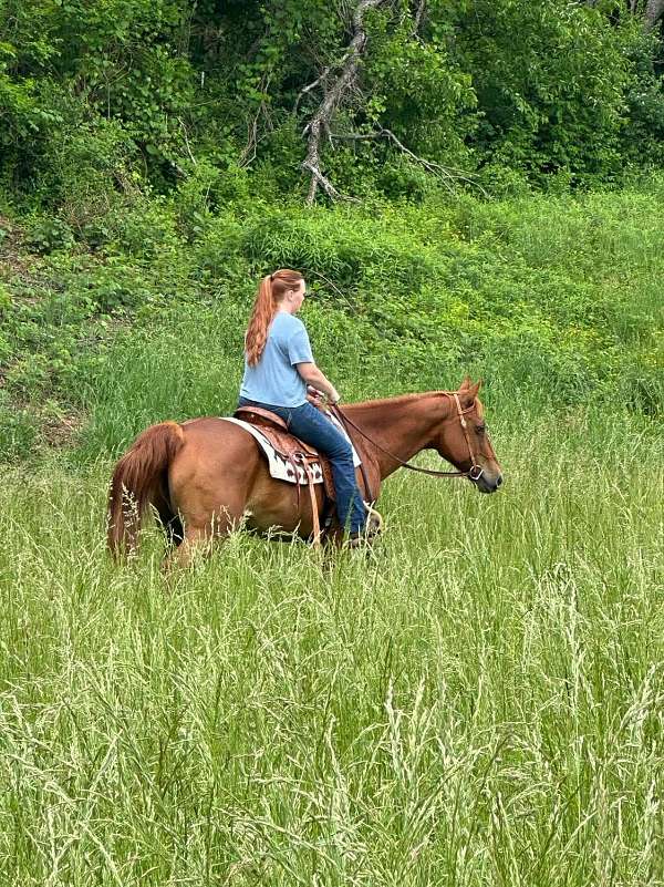 family-quarter-horse