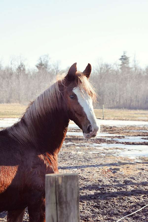 left-fore-stocking-right-stocking-lower-inside-hind-sock-higher-inside-horse