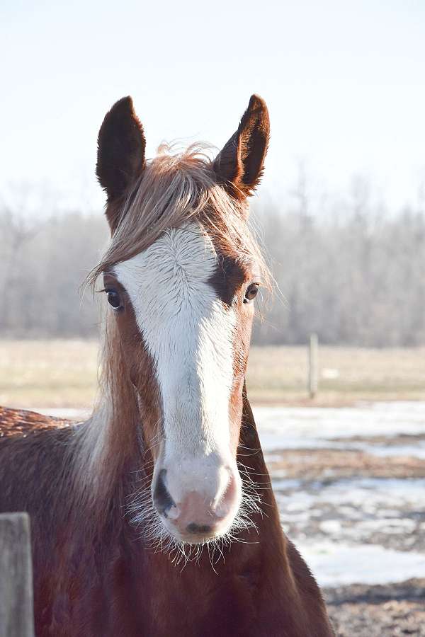 chestnut-dark-eyes-horse