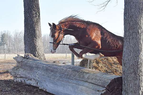 chestnut-left-fore-stocking-right-stocking-lower-inside-hind-sock-higher-inside-horse