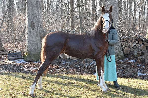 dark-eyes-horse