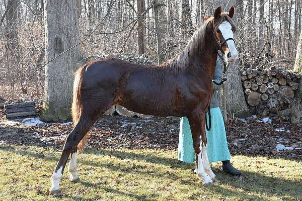 chestnut-blaze-horse