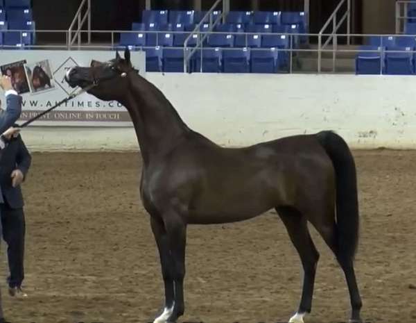 athletic-arabian-horse