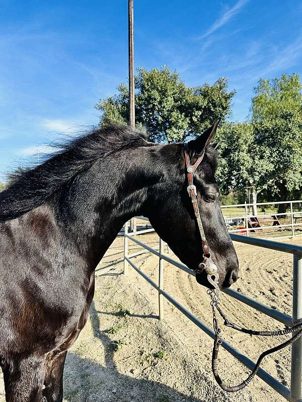 hunter-show-morgan-horse