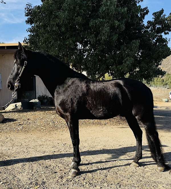 black-hunter-show-horse