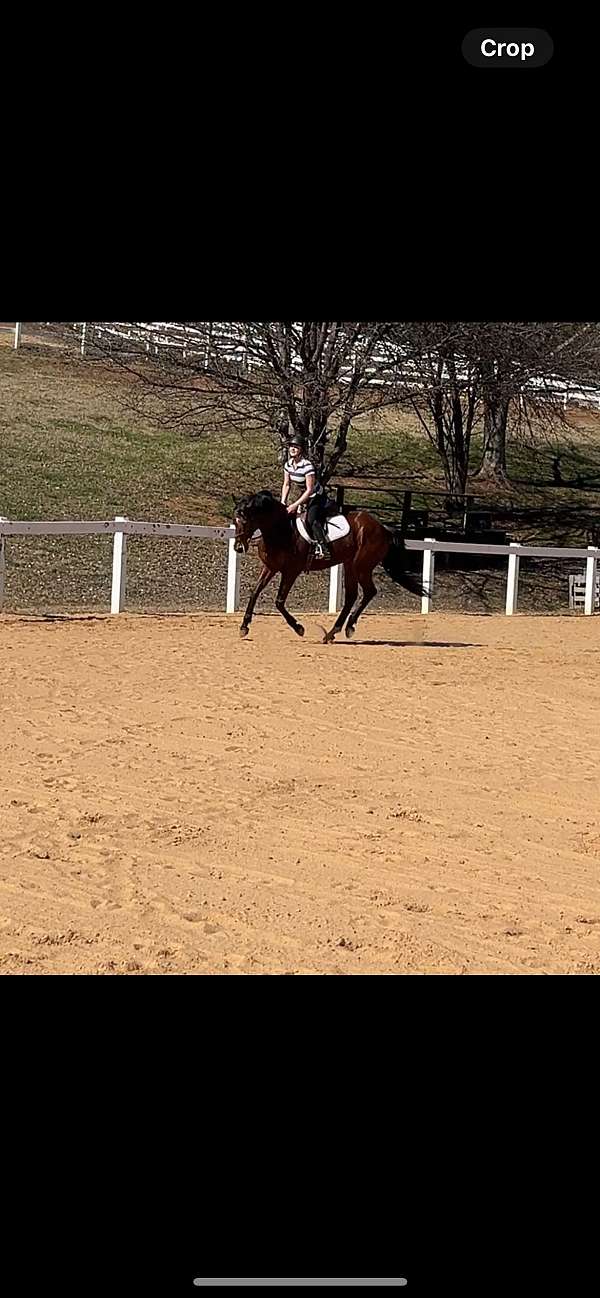 dressage-thoroughbred-horse