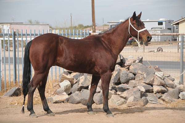 quarter-horse-for-sale