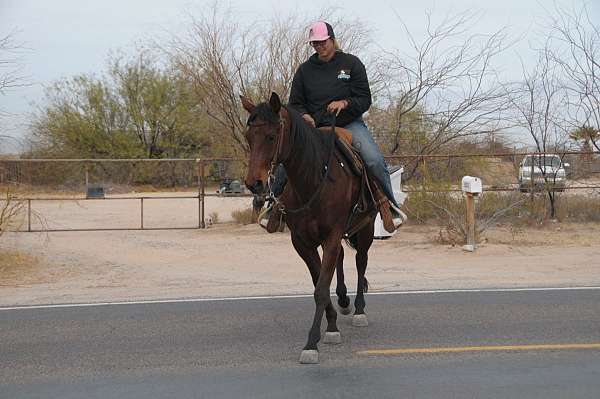 quarter-horse