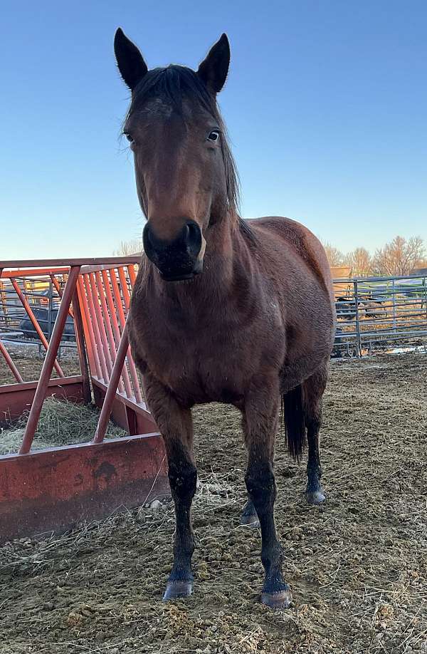 aqha-rollingcopperprairie-quarter-horse