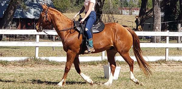 sorrel-blaze-socks-horse