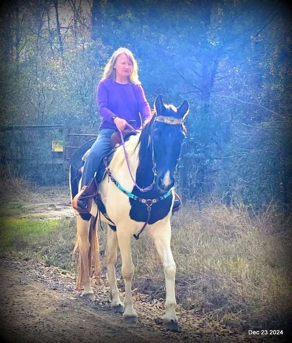 english-spotted-saddle-horse