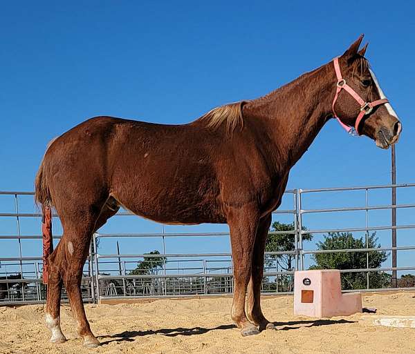 chestnut-blaze-horse