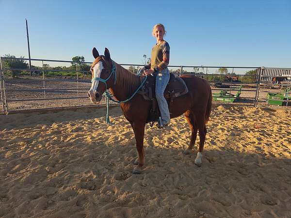 kid-friendly-quarter-horse