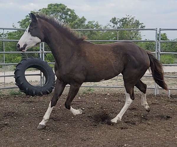 full-face-horse