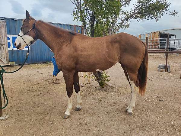 smokey-black-full-face-horse