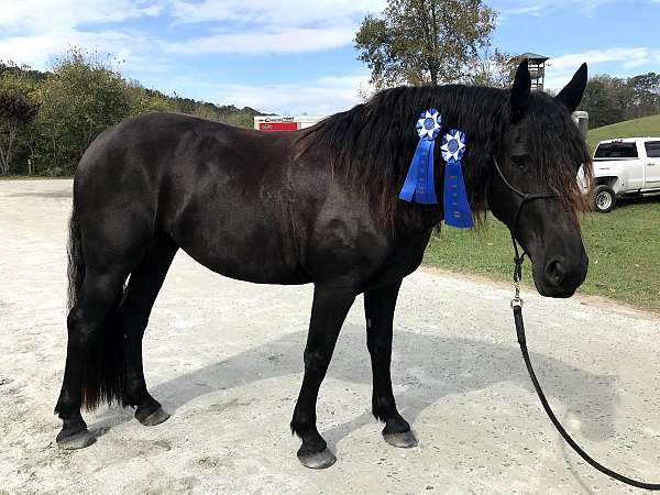 draft-friesian-horse