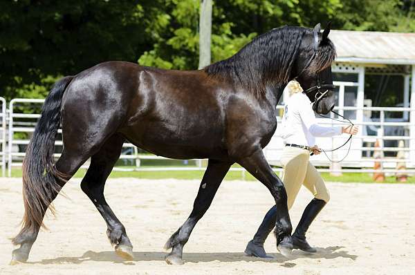 dressage-friesian-horse