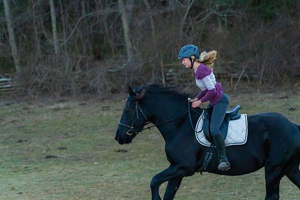 natural-horsemanship-training-friesian-horse