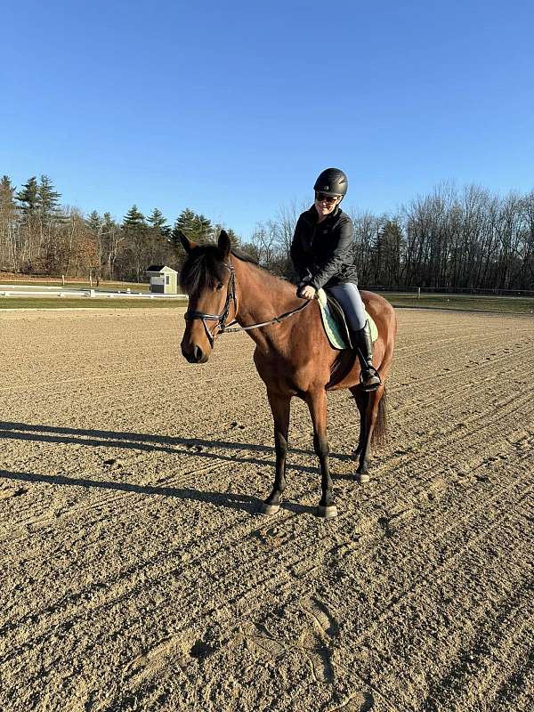 jumping-friesian-warmblood-horse