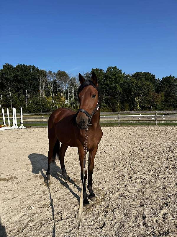 hunters-friesian-warmblood-horse