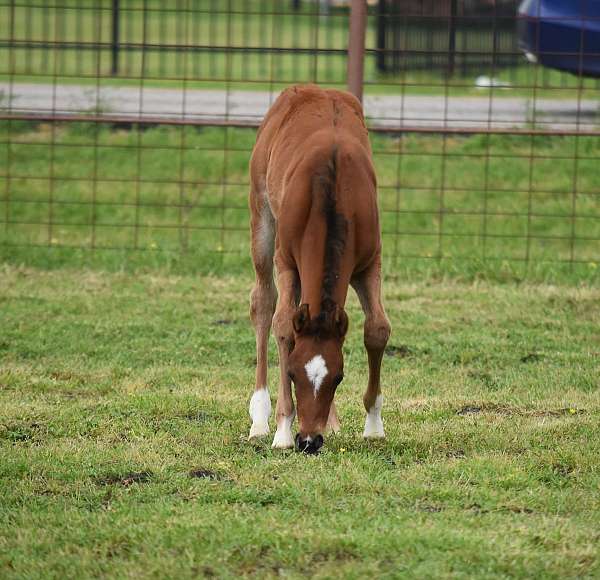 14-hand-pinto-colt