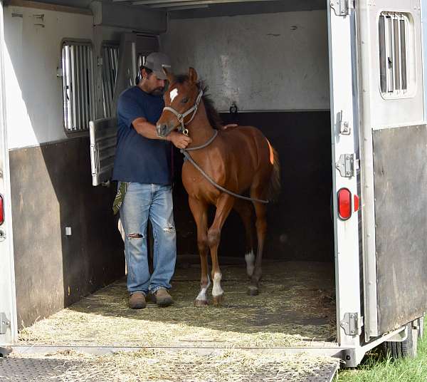 bay-colt-pinto-horse