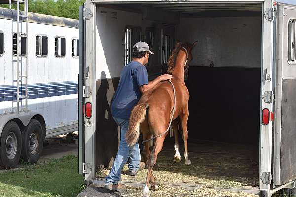 half-pinto-horse