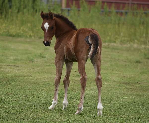 bay-gelding-pinto-horse