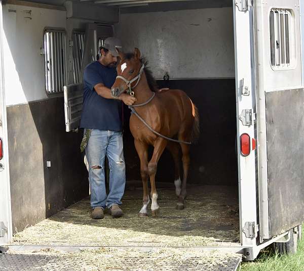 ptha-pinto-colt