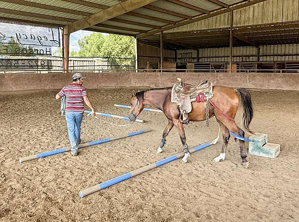 bay-colt-pinto-horse