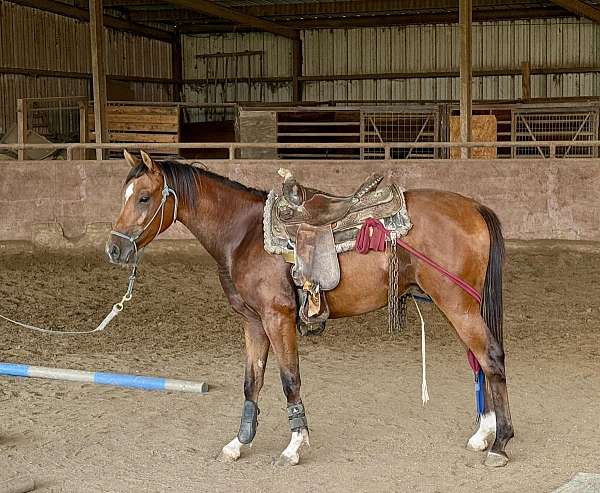 bay-ptha-colt