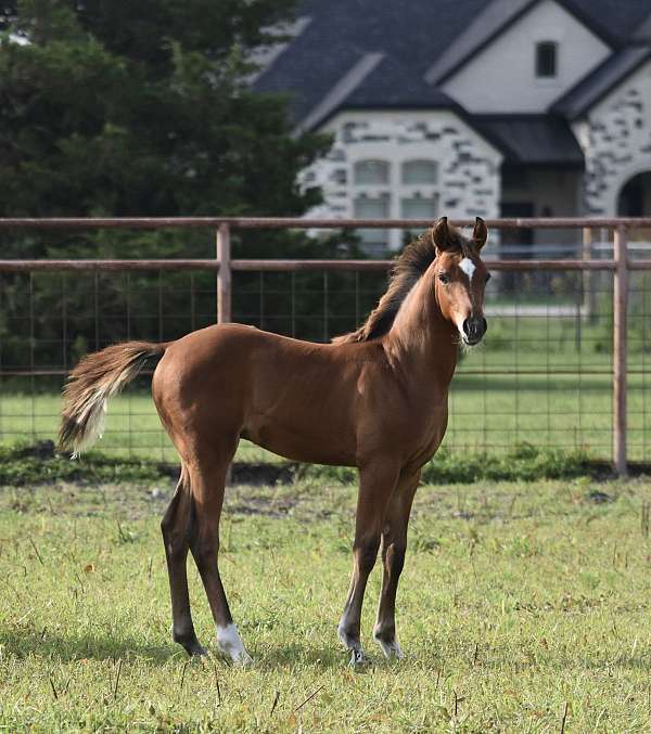 14-hand-pinto-colt