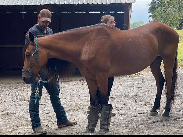 brown-peruvian-paso-gelding