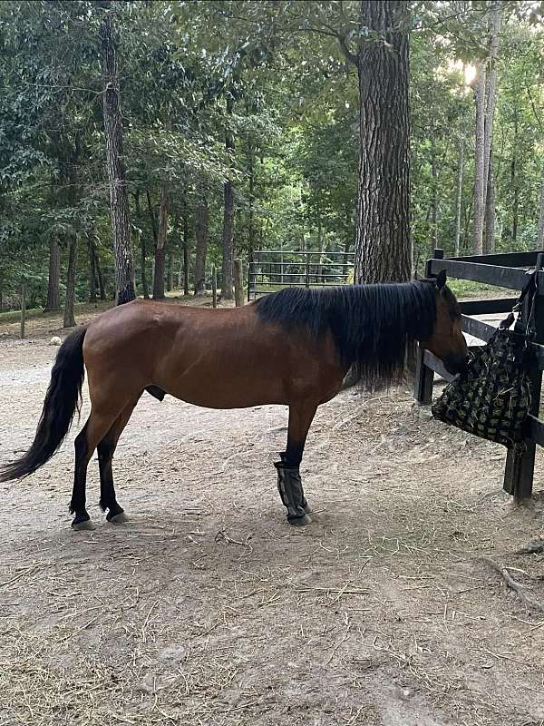 gelding-peruvian-paso-horse