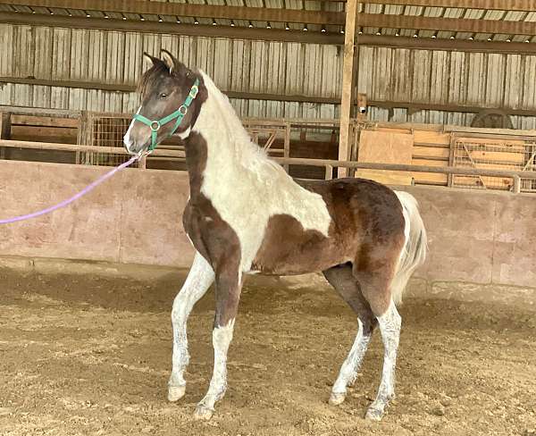 pinto-arabian-colt