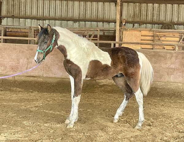 white-half-arabian-colt