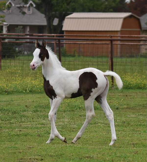 ptha-arabian-filly