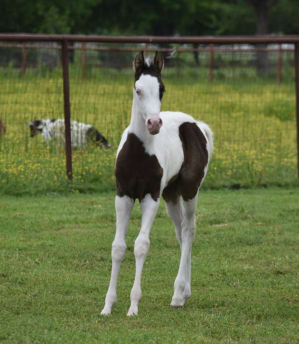 ptha-arabian-horse