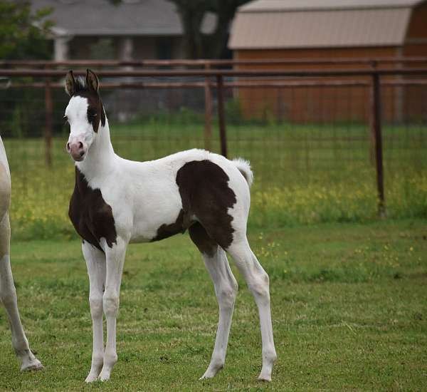 ptha-half-arabian-filly