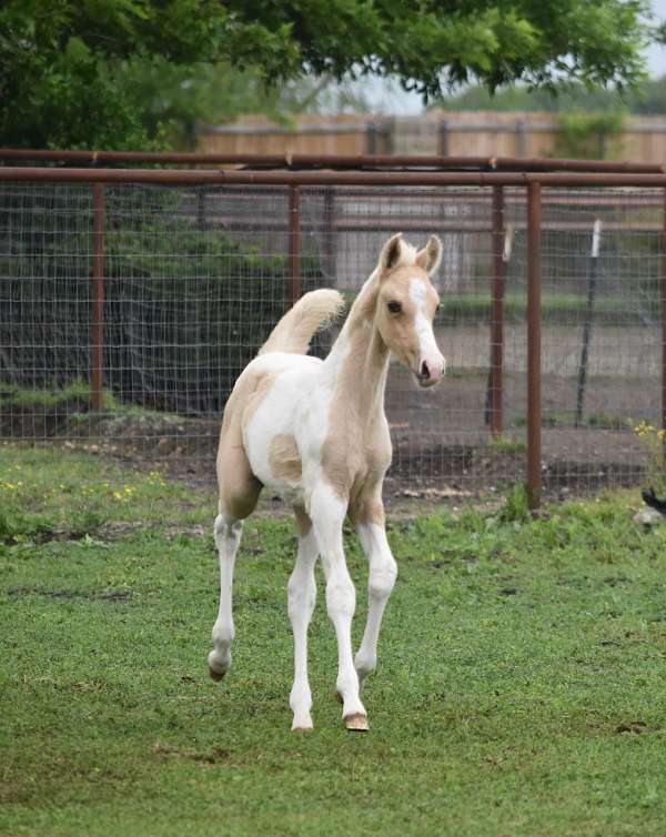 all-around-beginner-pinto-horse